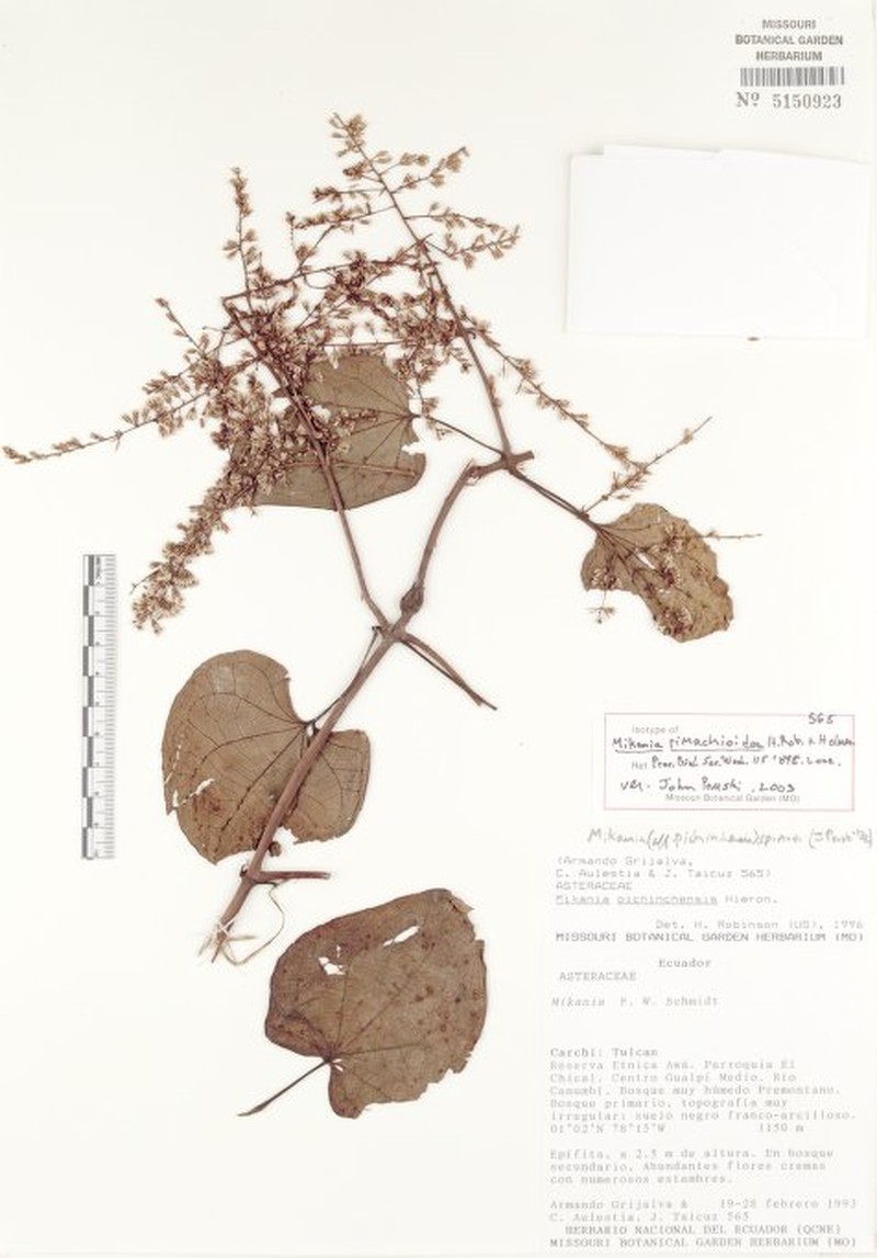 Mikania cuencana photo 2