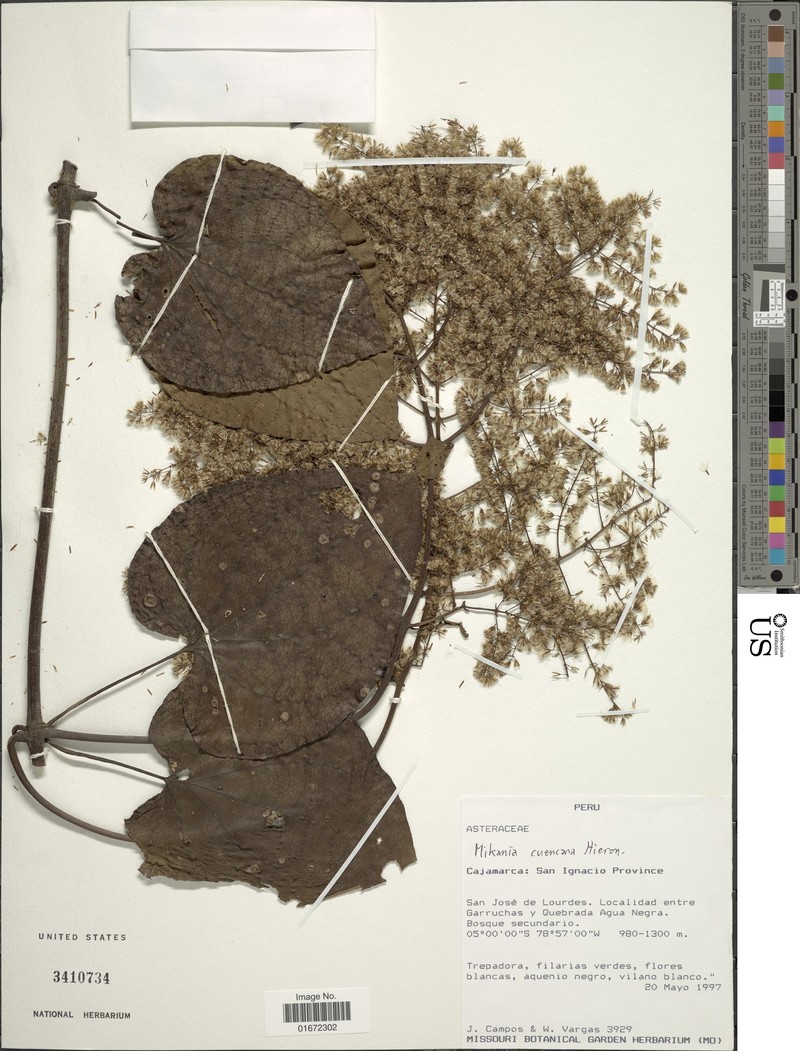 Mikania cuzcoensis