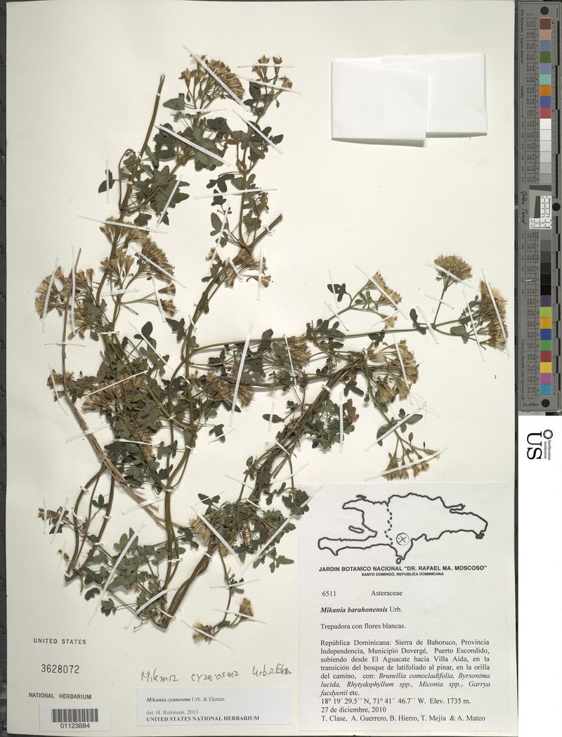 Mikania cyanosma