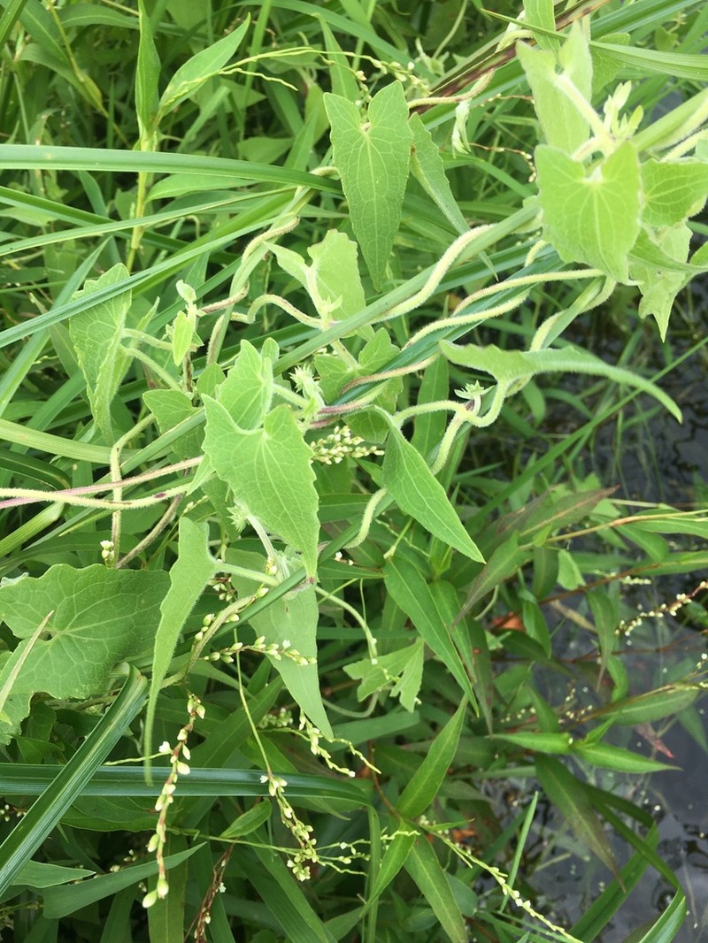 Mikania cynanchifolia
