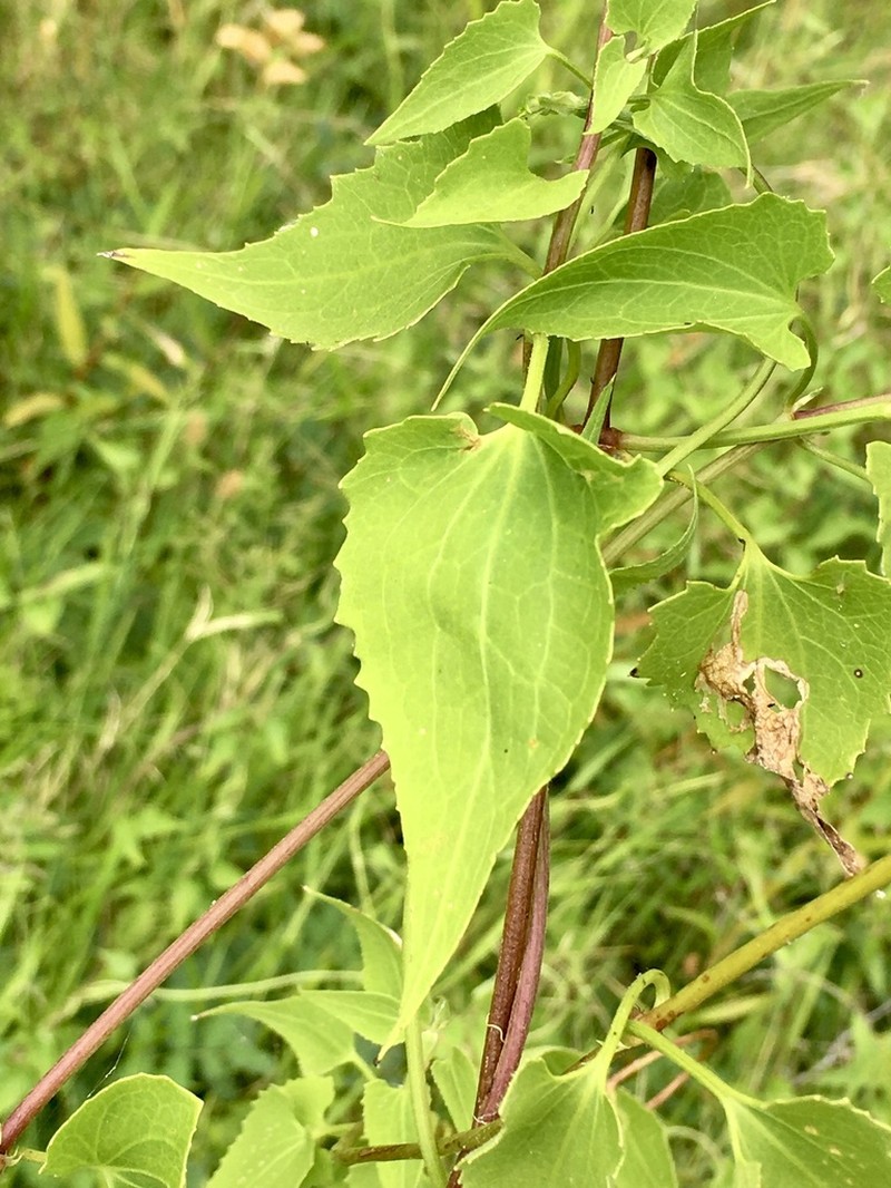 Mikania cynanchifolia photo 2