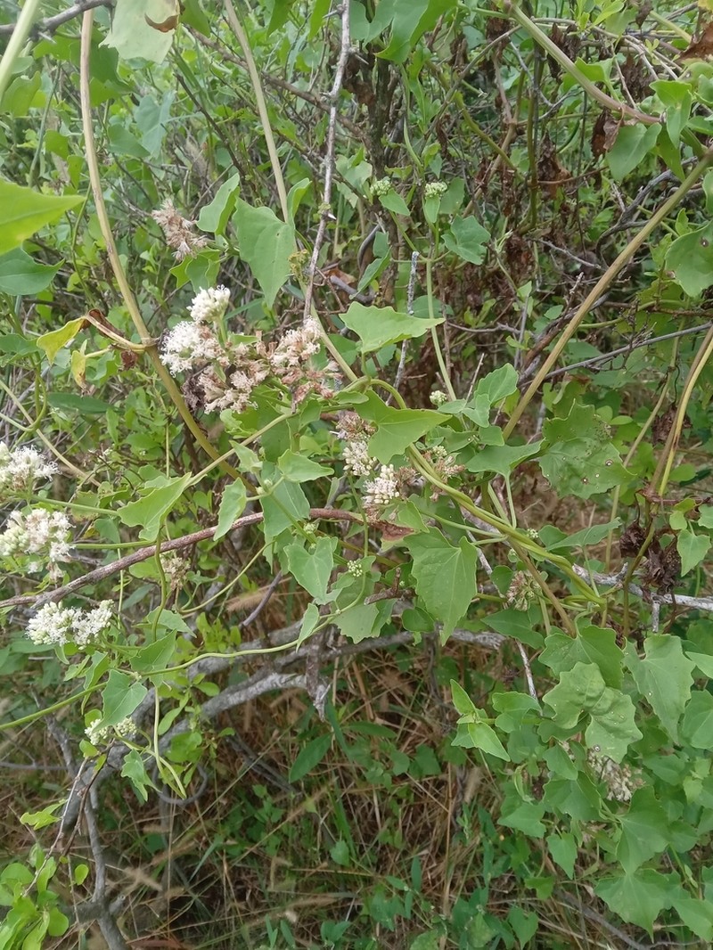 Mikania cynanchifolia photo 3