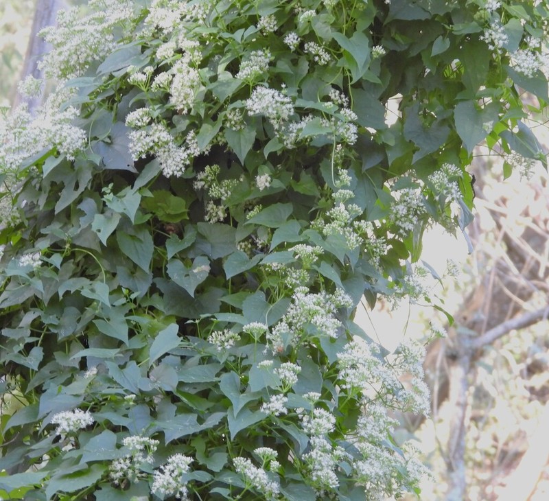 Mikania cynanchifolia photo 4