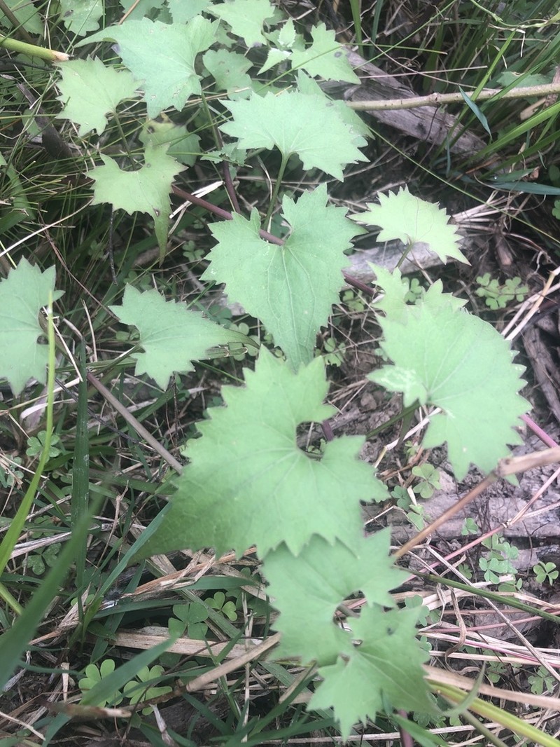 Mikania cynanchifolia photo 5