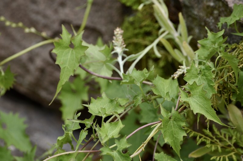 Mikania cynanchifolia photo 6