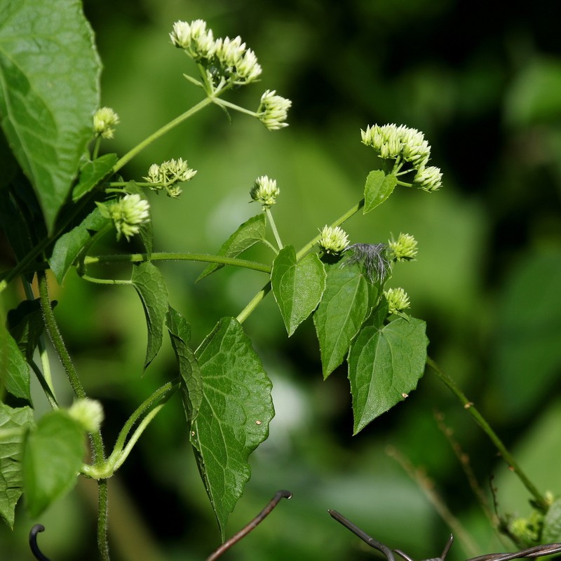 Mikania cynanchifolia photo 8