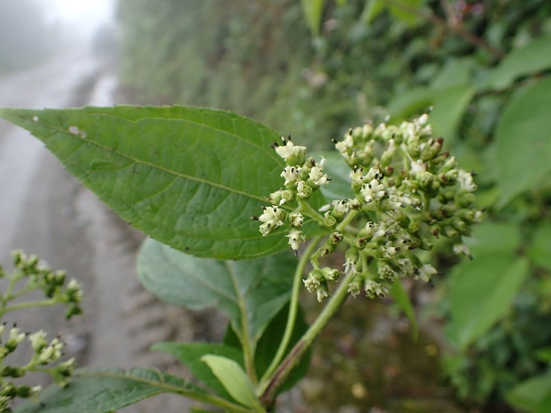 Mikania decora