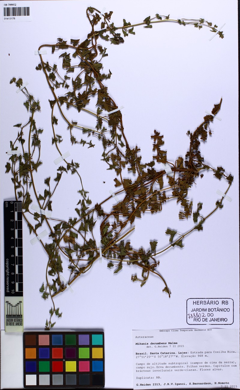 Mikania decumbens
