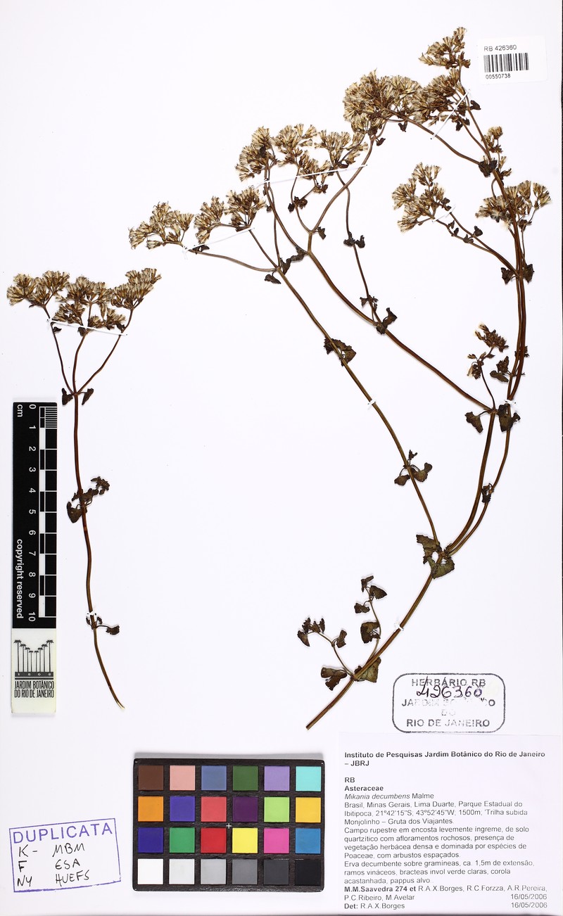 Mikania decumbens photo 2