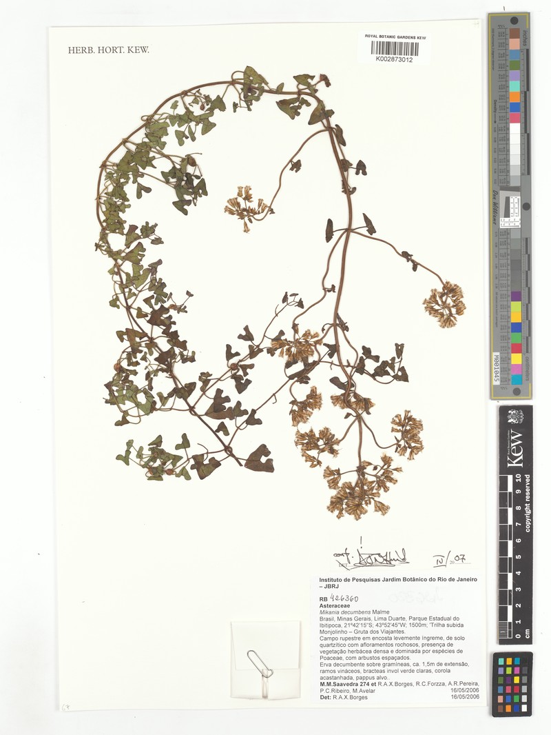 Mikania decumbens photo 3