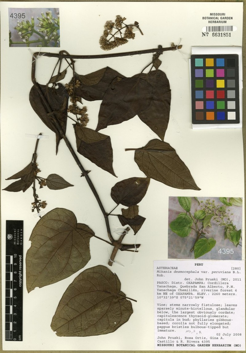 Mikania desmocephala photo 2
