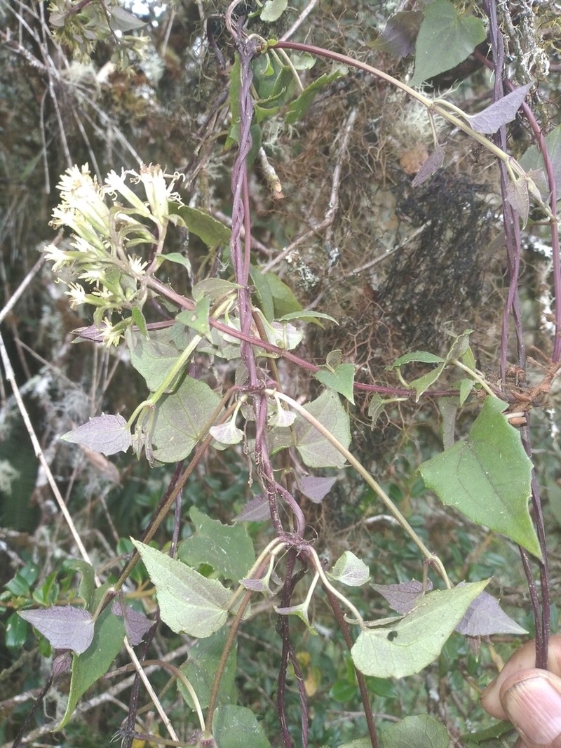 Mikania dictyota