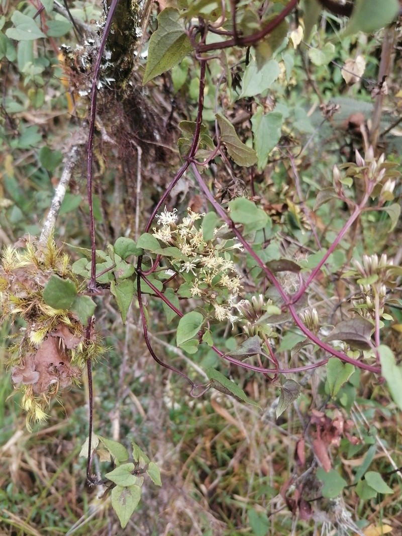 Mikania dictyota photo 2