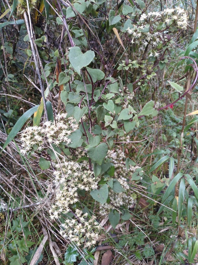 Mikania dictyota photo 3