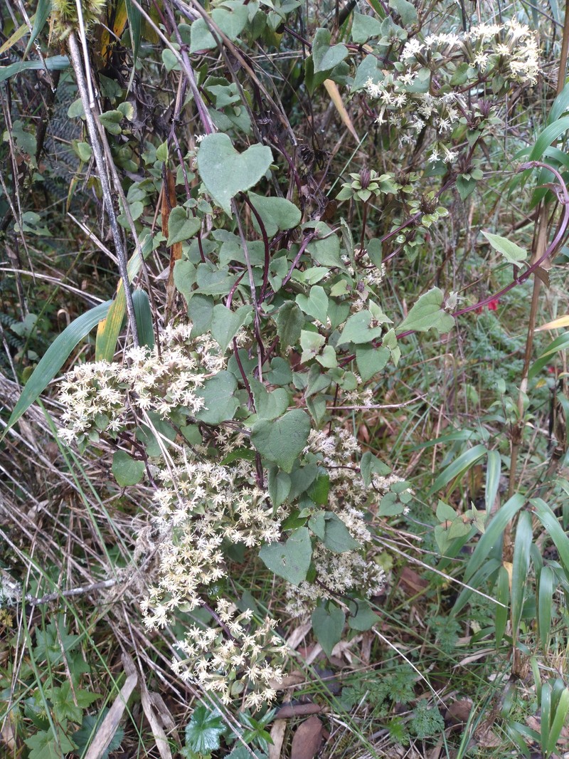 Mikania dictyota photo 4