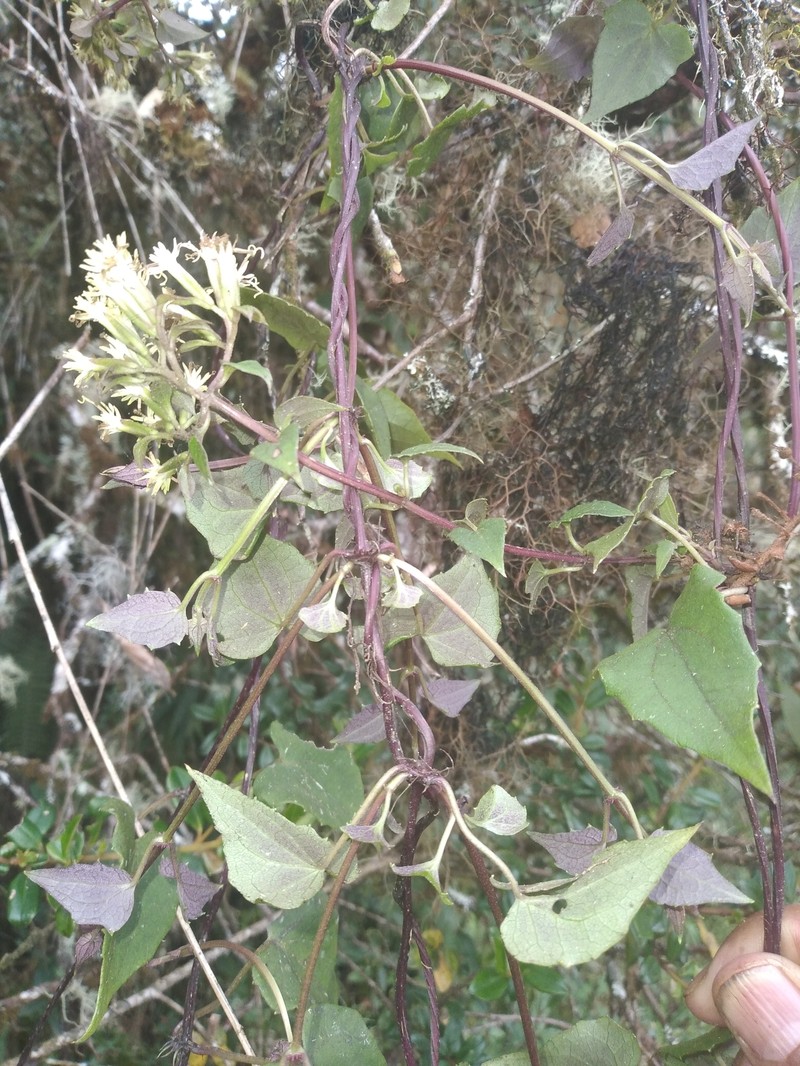 Mikania dictyota photo 5