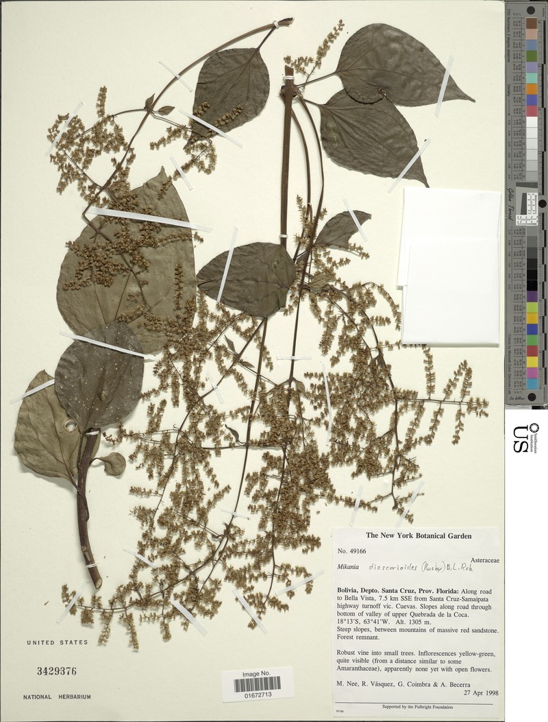 Mikania dioscoreoides