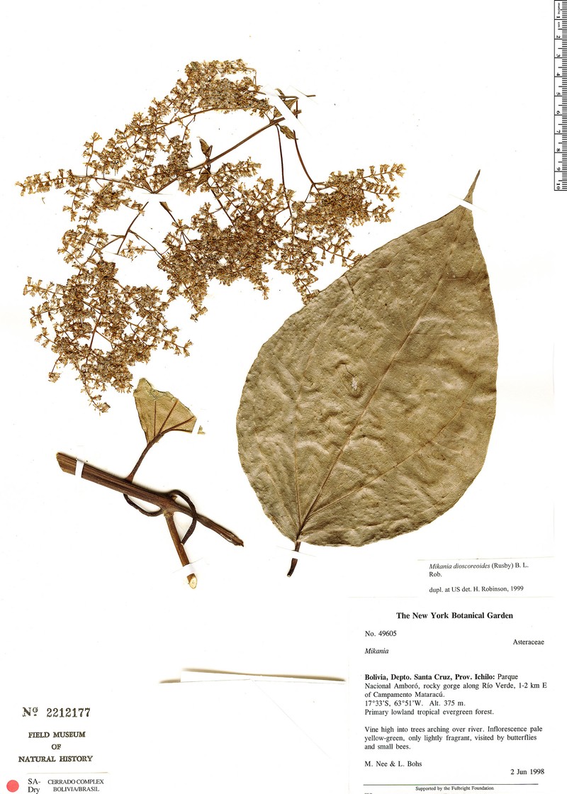 Mikania dioscoreoides photo 2