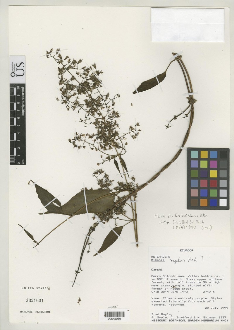 Mikania discifera