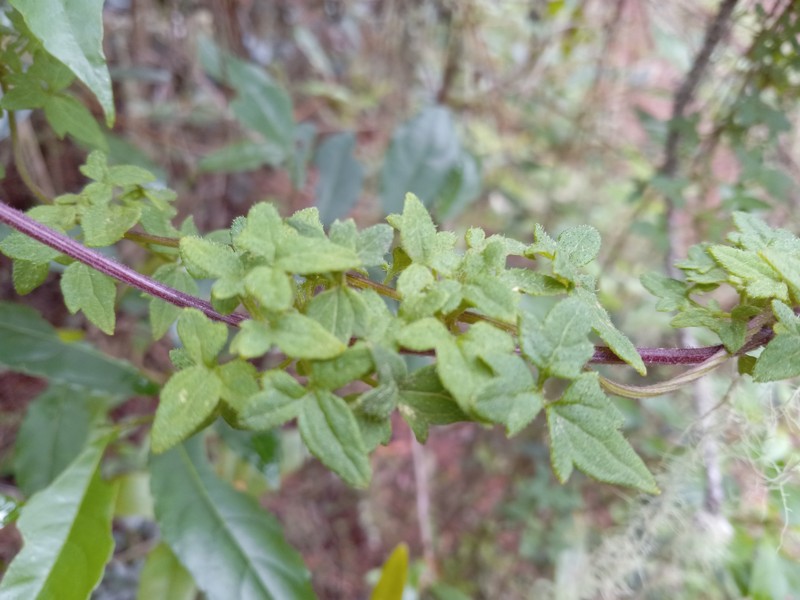 Mikania dissecta photo 2