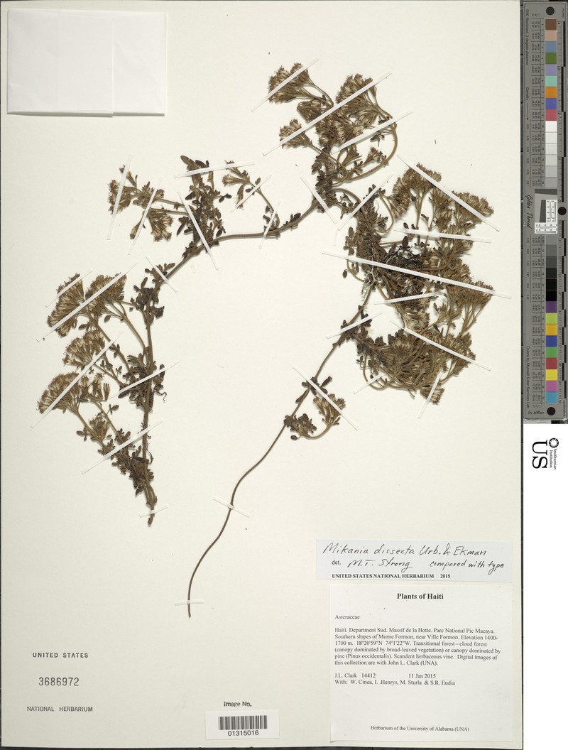 Mikania dissecta photo 3