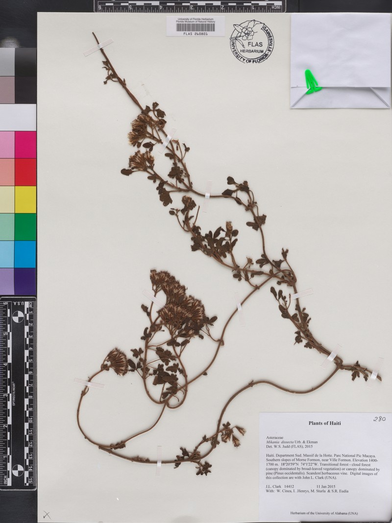 Mikania dissecta photo 4