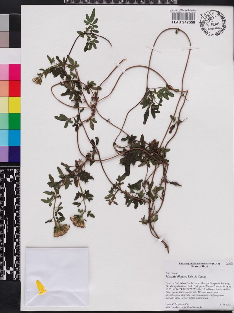 Mikania dissecta photo 5