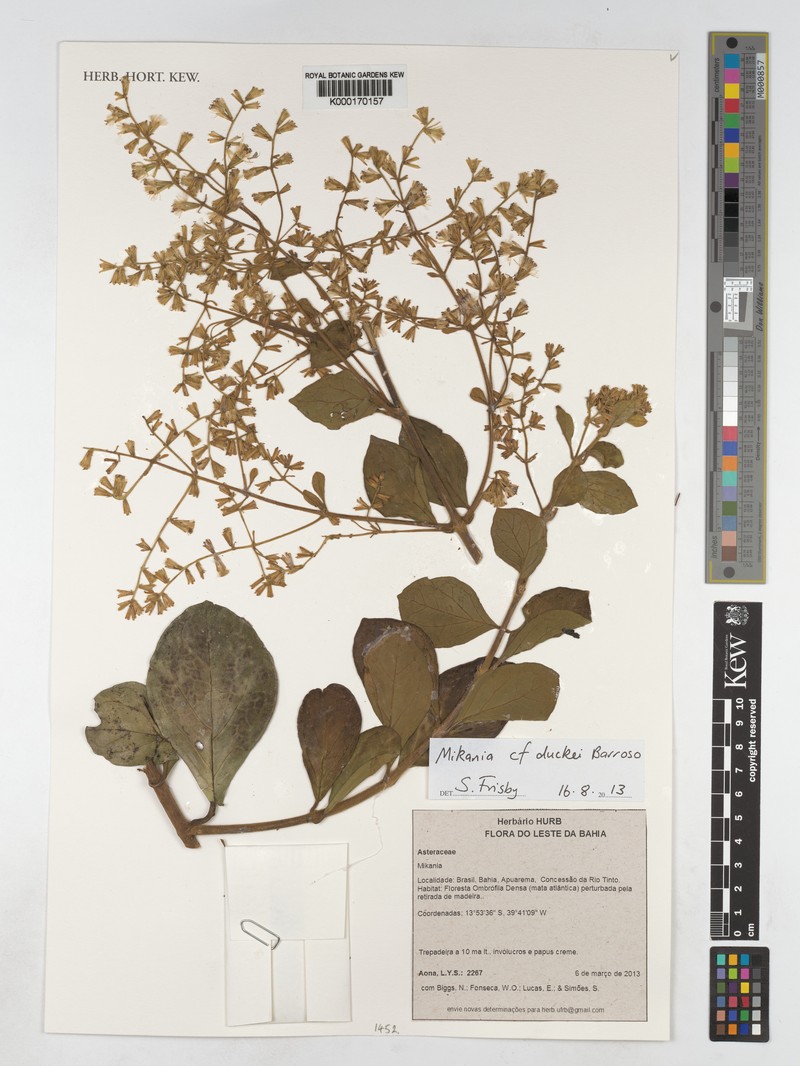 Mikania duckei