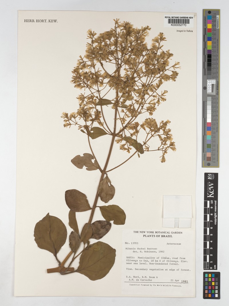 Mikania duckei photo 2