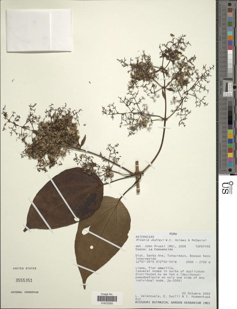 Mikania dudleyi