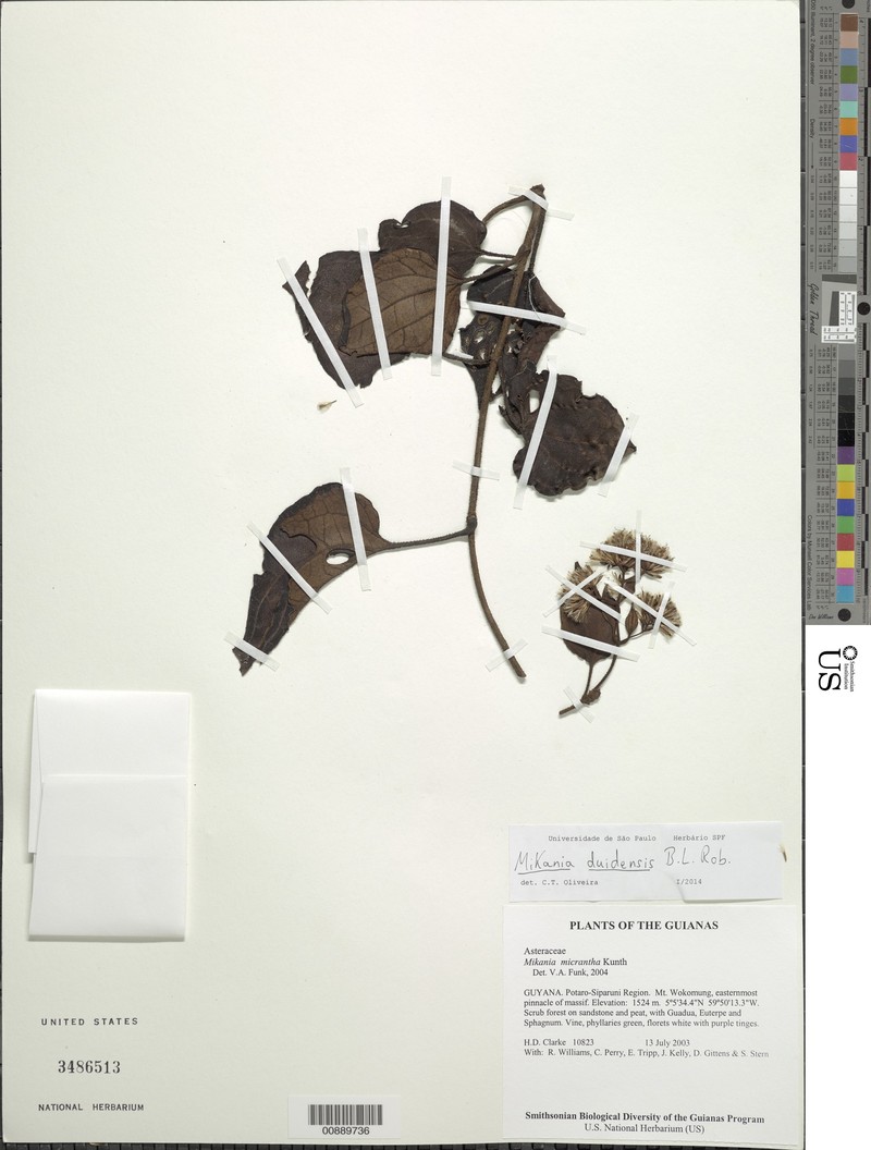 Mikania duidensis