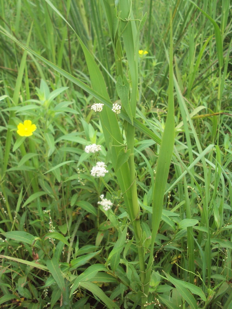 Mikania dusenii