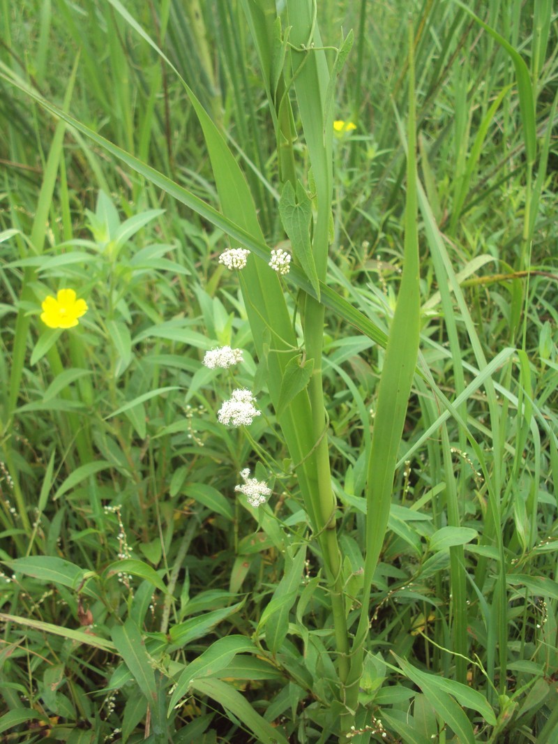 Mikania dusenii photo 2