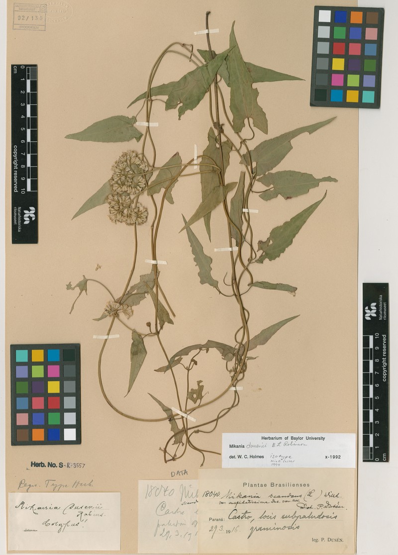 Mikania dusenii photo 4