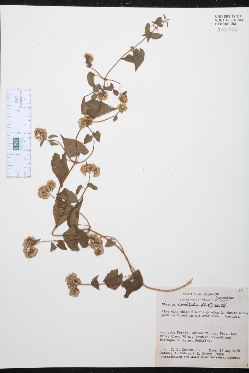 Mikania ecuadorensis