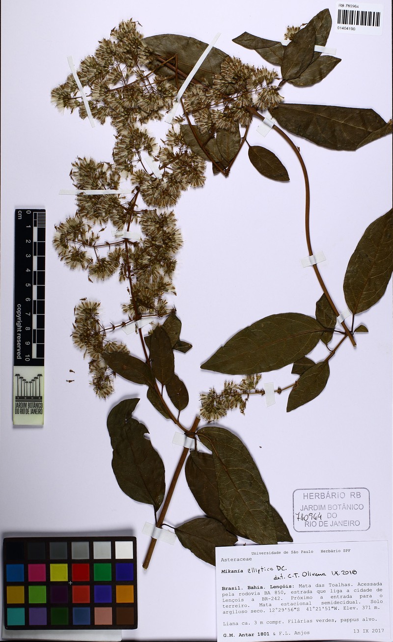 Mikania elliptica