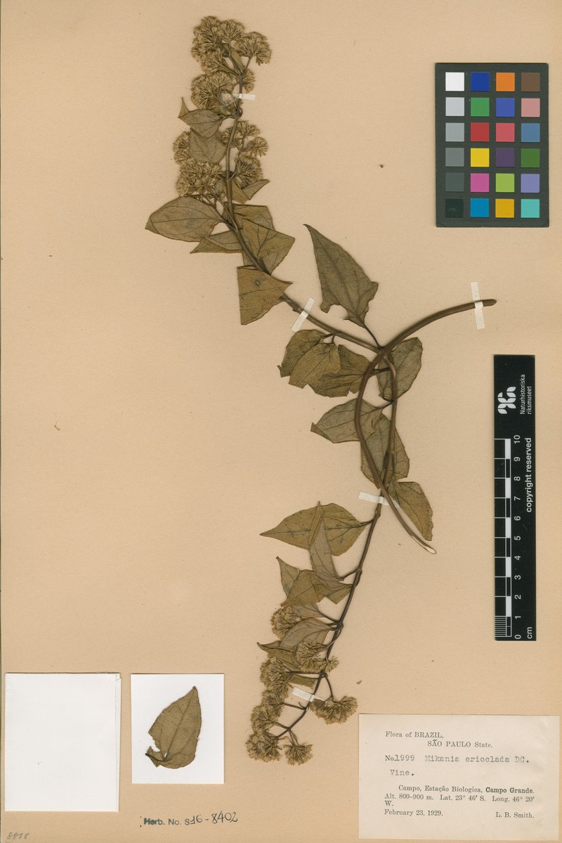 Mikania erioclada