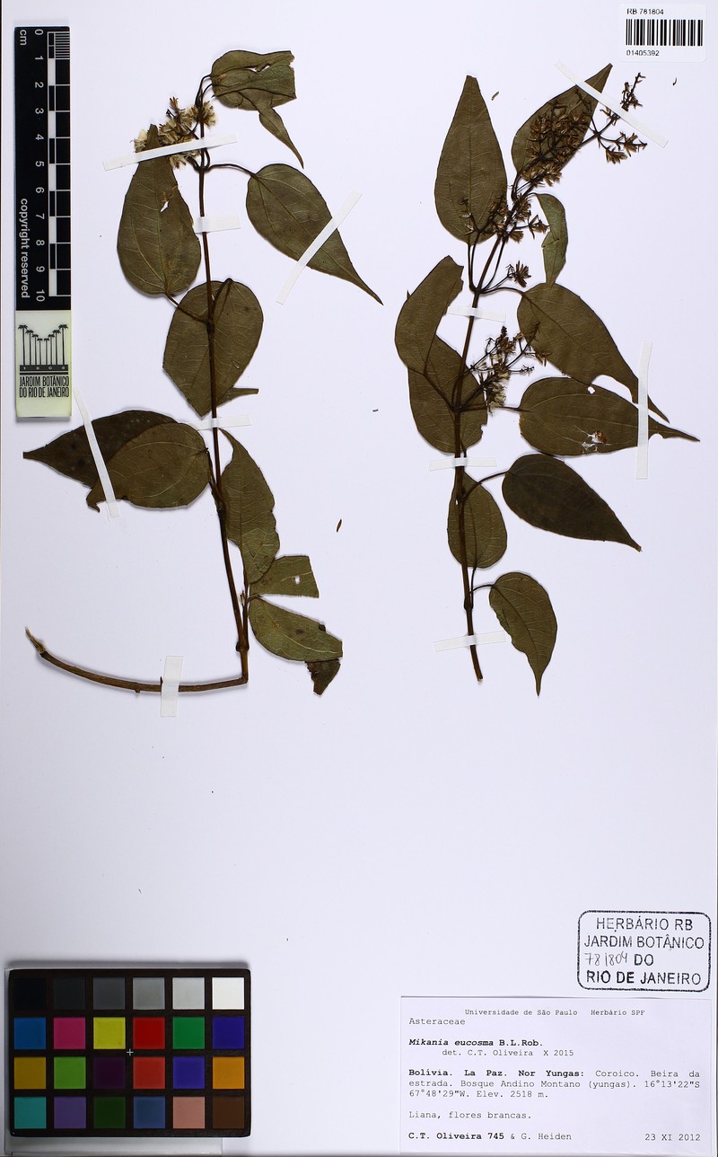 Mikania eucosma