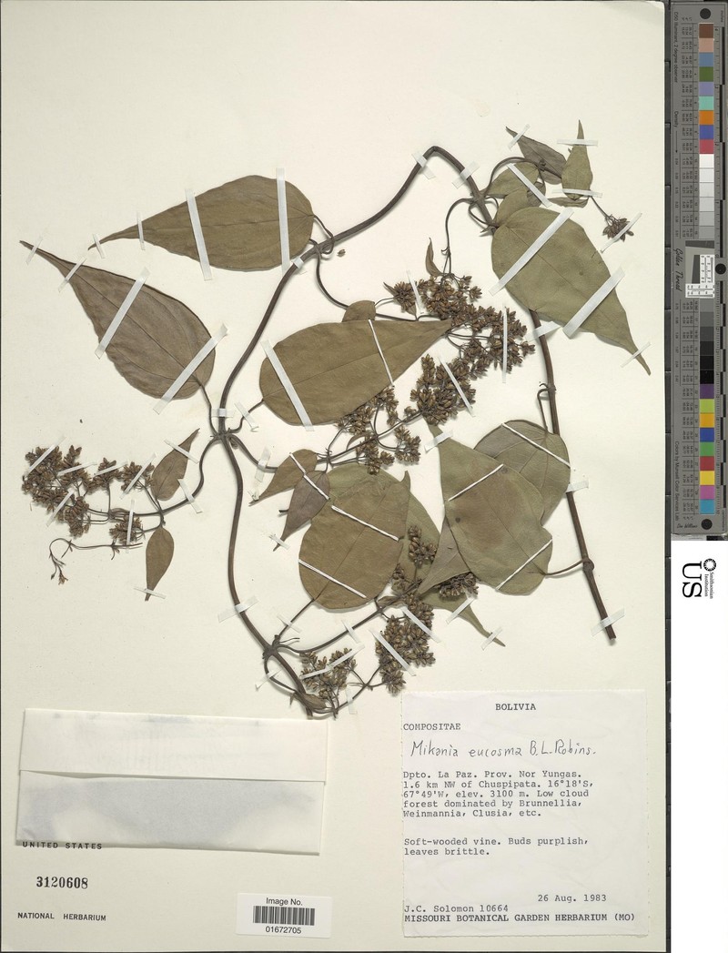 Mikania eucosma photo 2