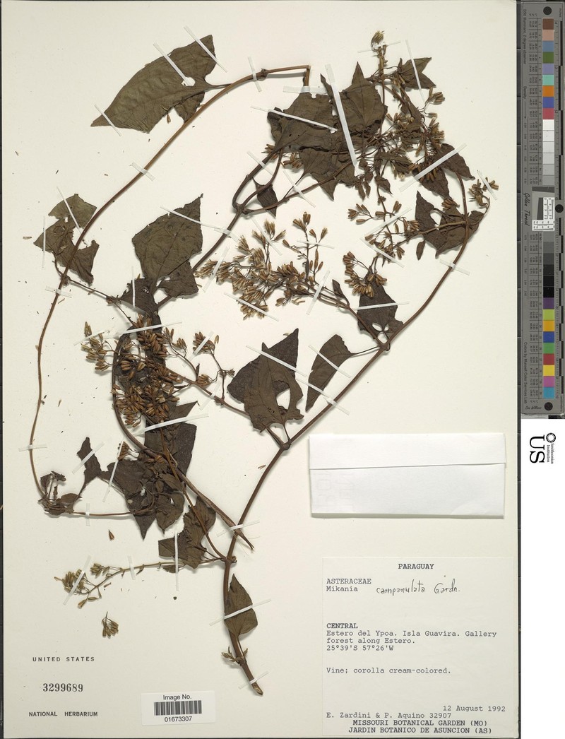 Mikania euryanthela