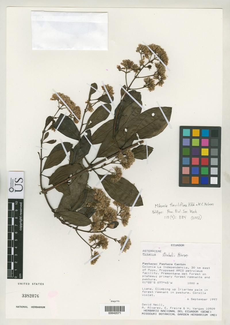 Mikania farsiliflora
