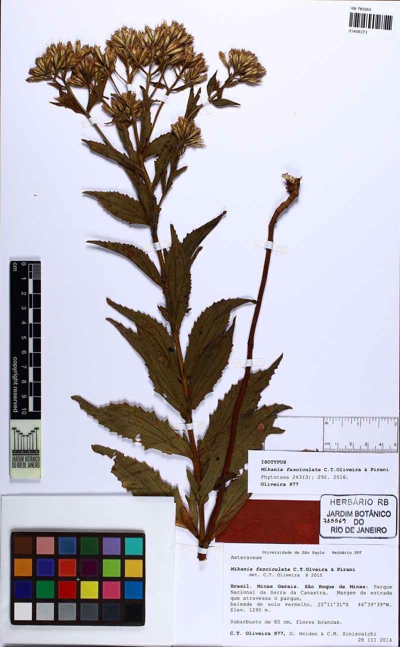Mikania fasciculata