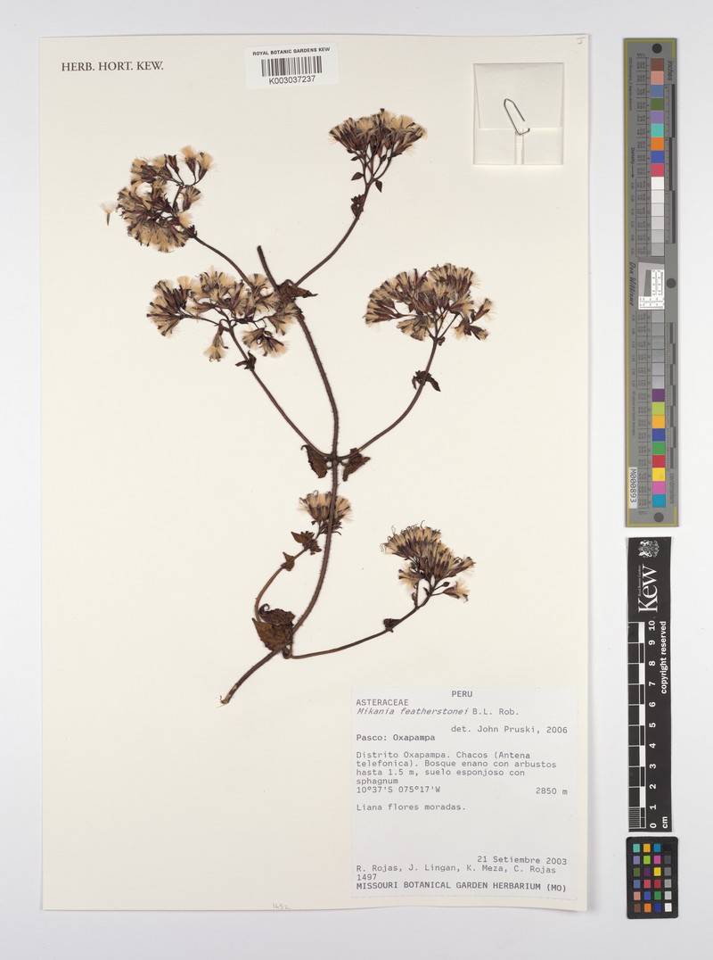 Mikania featherstonei