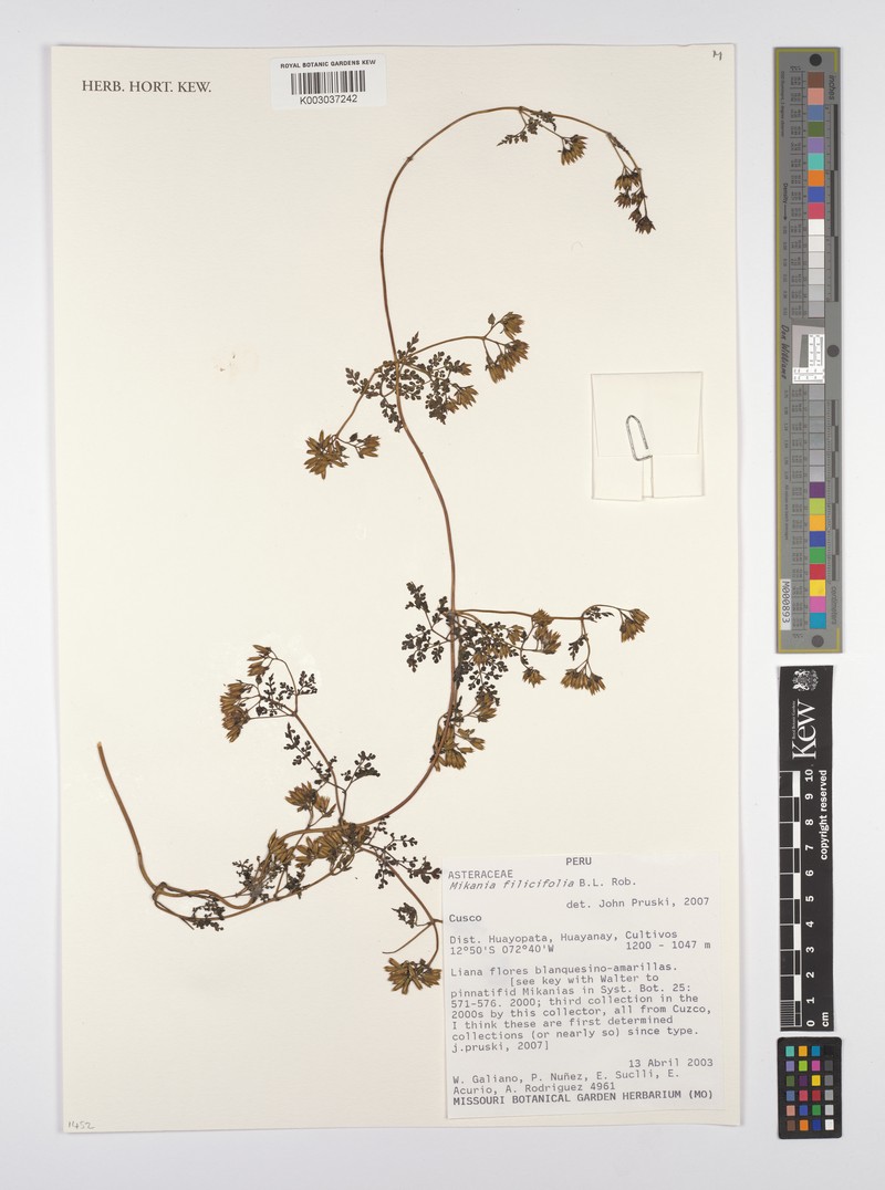 Mikania filicifolia