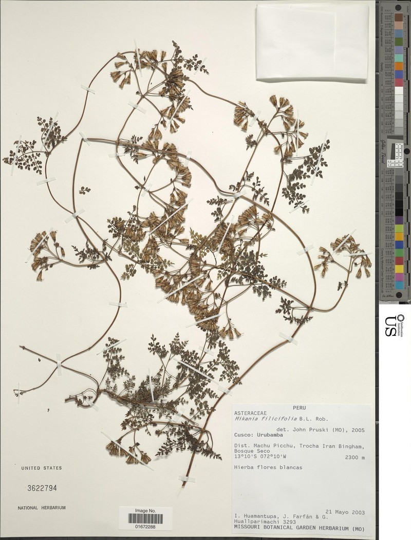 Mikania filicifolia photo 2
