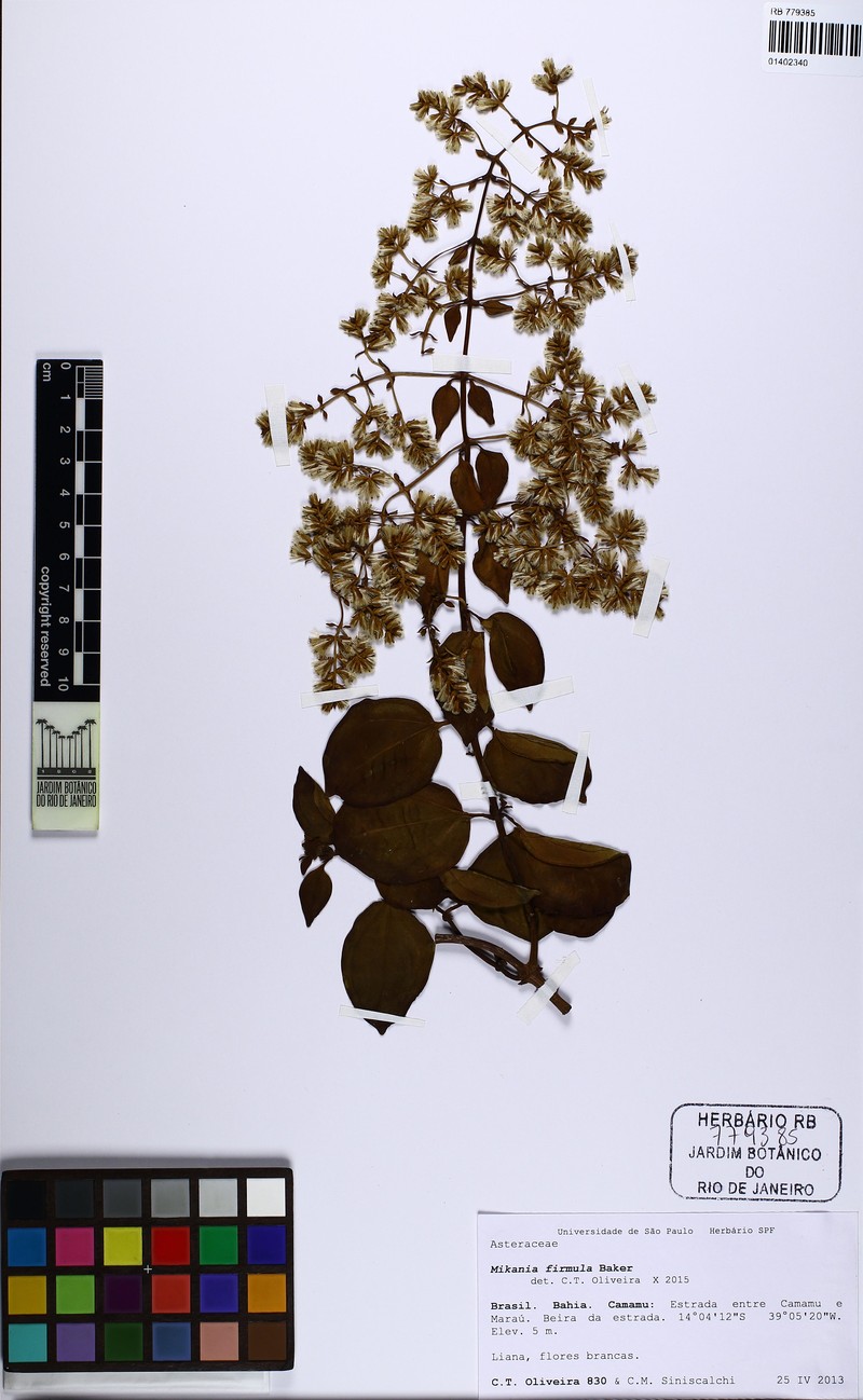 Mikania firmula