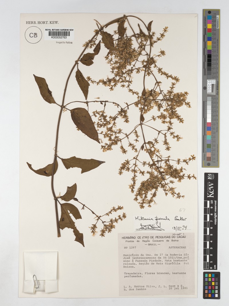 Mikania firmula photo 2