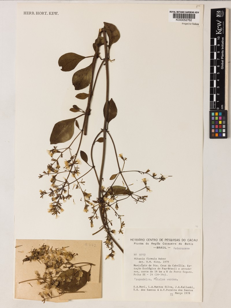 Mikania firmula photo 4
