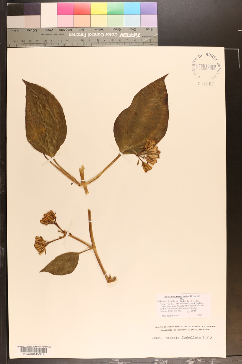 Mikania flabellata