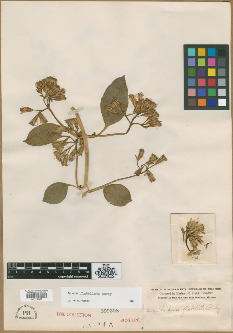 Mikania flabellata photo 2